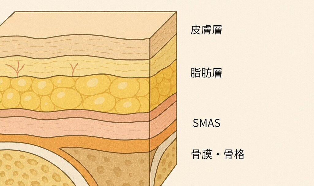 たるみ 原因 皮膚層 脂肪層 SMAS 骨膜・骨格